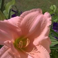 Kathleen Carr Photo 26