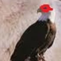 Ken Pedersen Photo 27