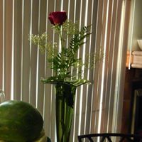 Cheryl Lang Photo 19