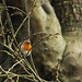 Robin Hubbard Photo 29