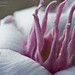 Rahul Biswas Photo 34