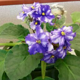 Judy Stevenson Photo 18