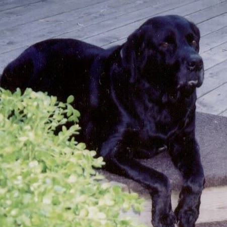 Cheryl Johnston Photo 31