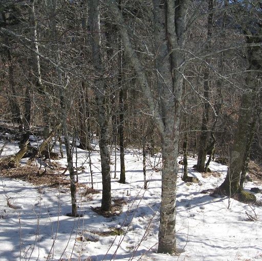 Debra Schwartz Photo 16