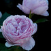 Rose Hamilton Photo 45