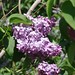 Deborah Lindley Photo 15