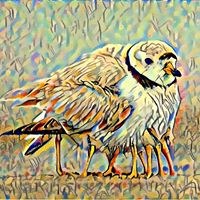 Debbie Lavoie Photo 9