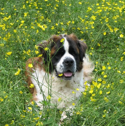 Susan Swanson Photo 34