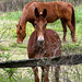 Cindy Pickens Photo 31
