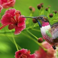 Tracy Mcintyre Photo 20