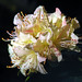 Mary Salmon Photo 16