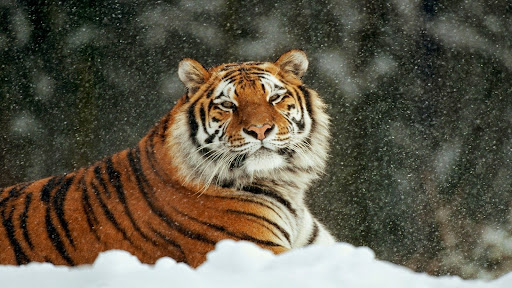 Elizabeth Barger Photo 8