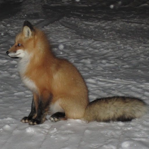 Sarah Ferguson Photo 37