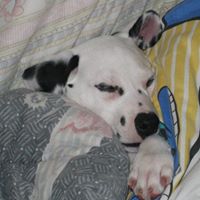 Susan Fancher Photo 8