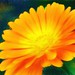 Patricia Flowers Photo 26