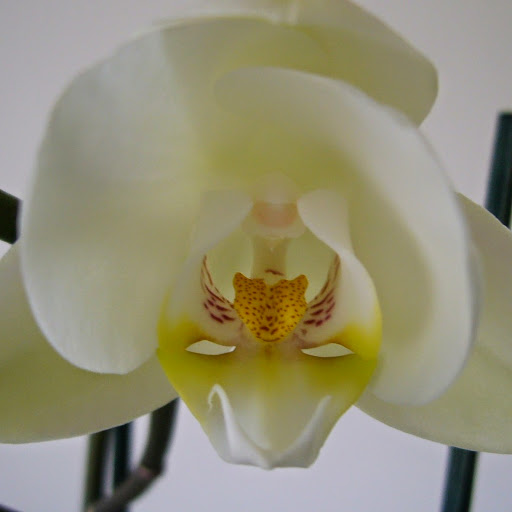 Jane Whitmore Photo 17