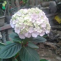 Cheri Nguyen Photo 11