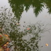 Douglas Cherry Photo 24