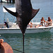 Marlin Hamilton Photo 11