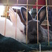 Pearl Gabriel Photo 13