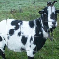 Shari Edwards Photo 14