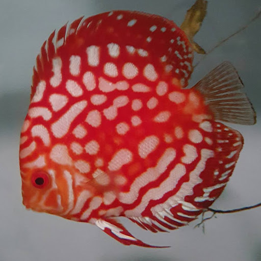 Mark Colvin Photo 10 Mark Colvin Photo 10