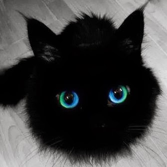 Elizabeth Engelhardt Photo 9