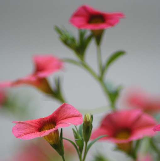 Jan Collins Photo 38