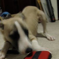Ling Yang Photo 16