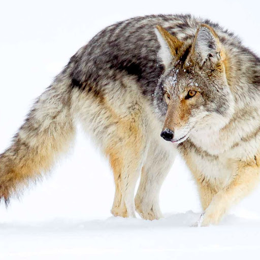 Paul Shea Photo 9 Paul Shea Photo 9