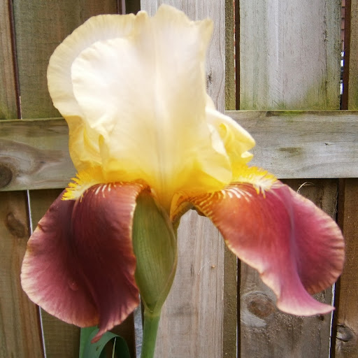 Debra Mills Photo 28