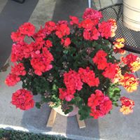 Janet Culbertson Photo 23