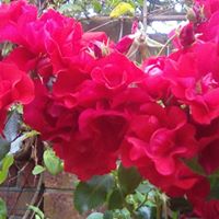 Janet Golding Photo 2