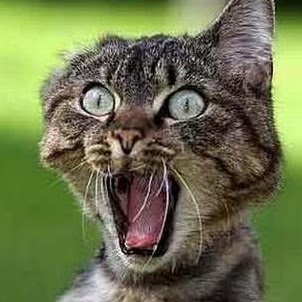 Traci Sanders Photo 12