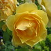 Evelyn Rose Photo 13