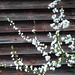 Frances Cherry Photo 30