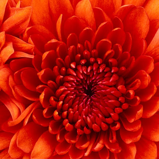 Rosalyn Carter Photo 16