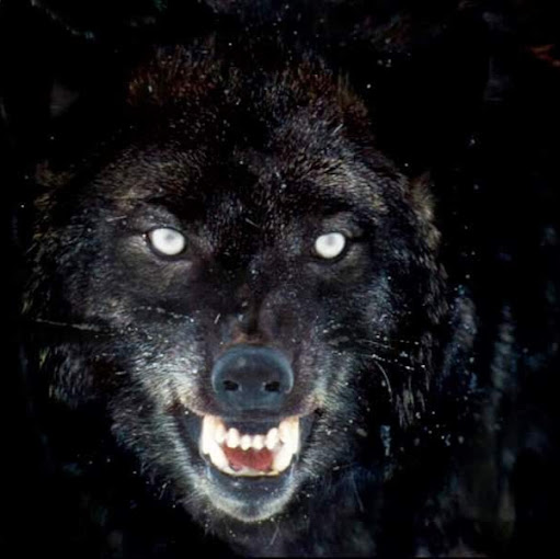 Kevin Waddell Photo 36