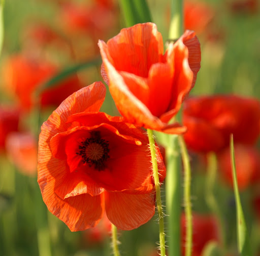 Julia Barlow Photo 15