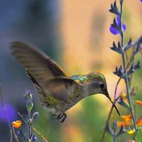 Sylvia Stickney Photo 1