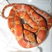 Jennifer Corns Photo 23