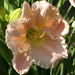 Barbara Mitchell Photo 52