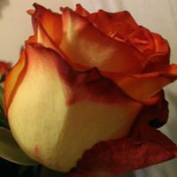 Ruth Chavez Photo 19