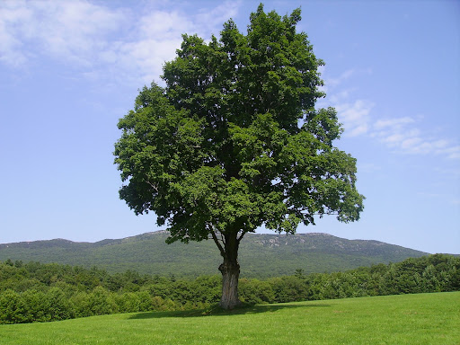 Julie Gustafson Photo 19