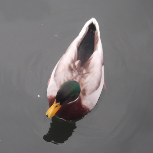 Robert Greenwald Photo 37 Robert Greenwald Photo 37