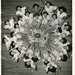 Wanda Freeman Photo 10