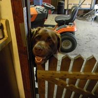 David Chestnut Photo 18