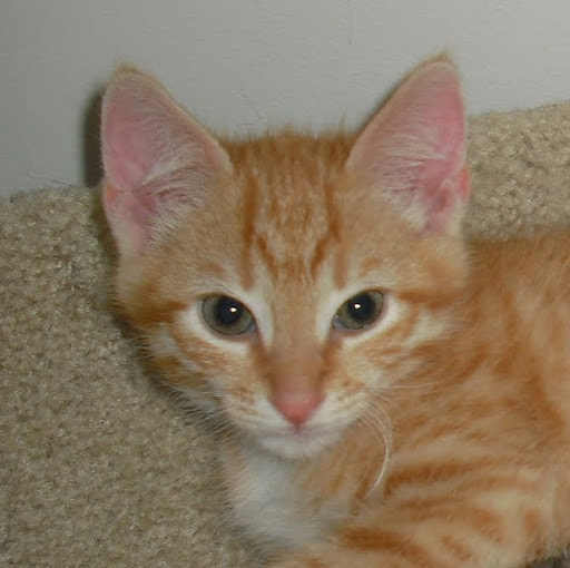 Paula Morgan Photo 10 Paula Morgan Photo 10