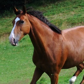 Julia Koenig Photo 11