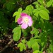 Rose Richardson Photo 30